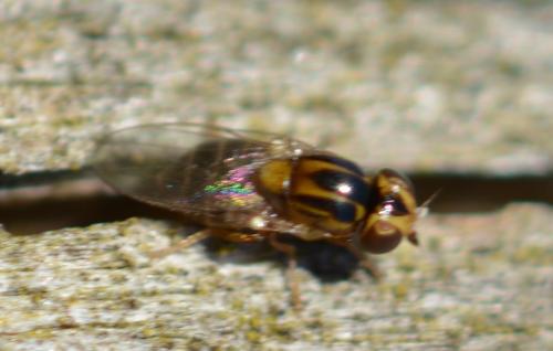 Réf. 319 250 : Thaumatomyia notata